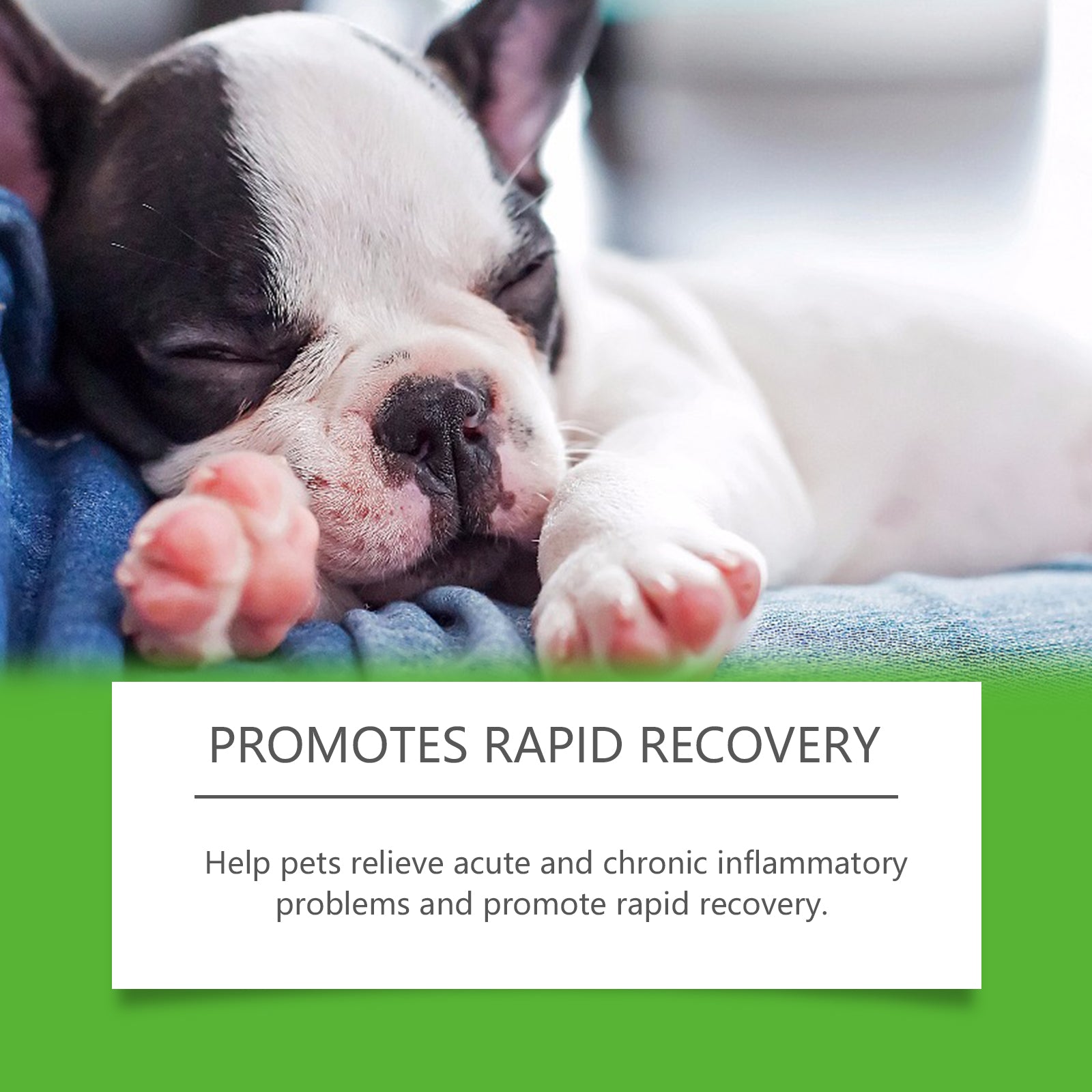 Dietary Supplements for Dogs Promote Health and Overall Wellness Support