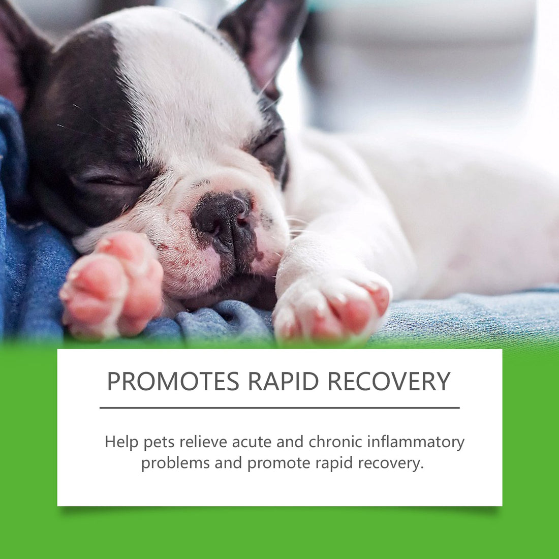 Dietary Supplements for Dogs Promote Health and Overall Wellness Support