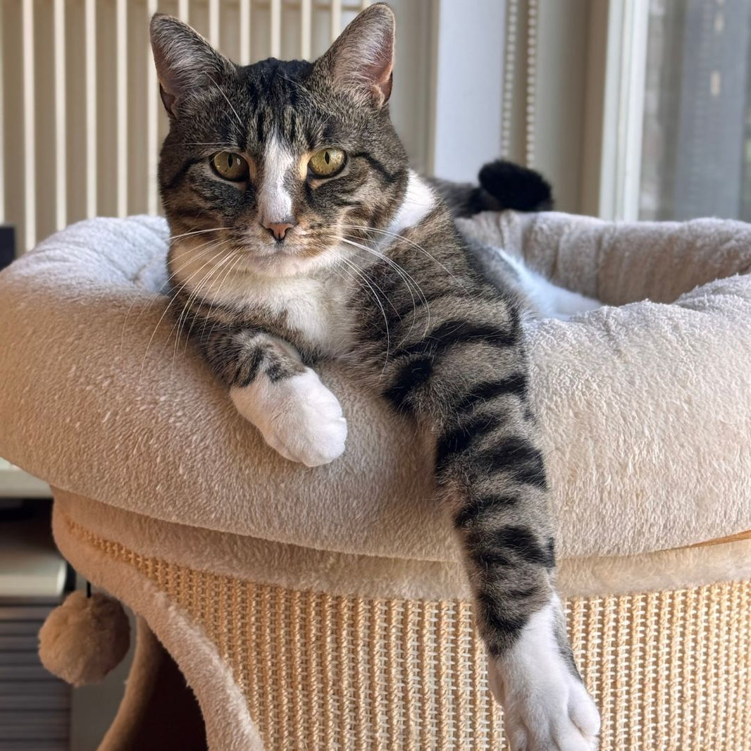 Cat sitting on a cat tree with a neutral background