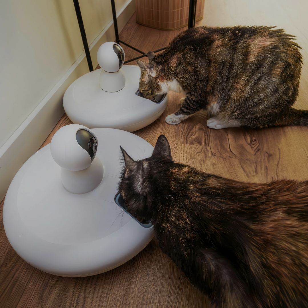 Two cats interacting with a modern white cat toy on a wooden floor.