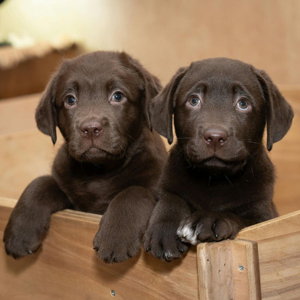 Two chocolate Labrador puppies sitting inside a wooden crate.