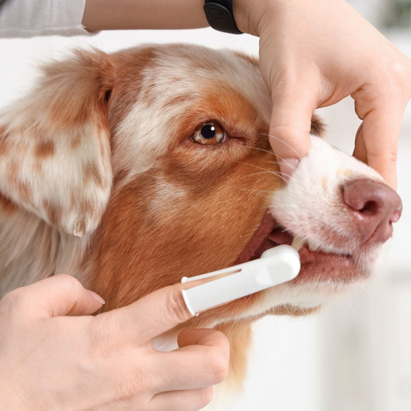 Dog being groomed with a toothbrush by a person