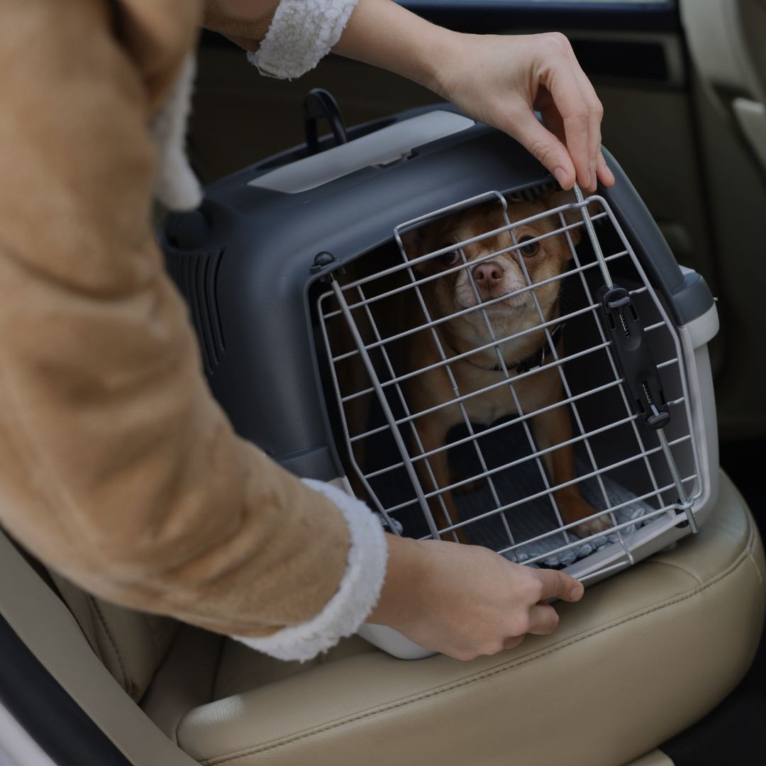 Person opening a pet carrier with a dog inside, seated in a vehicle.