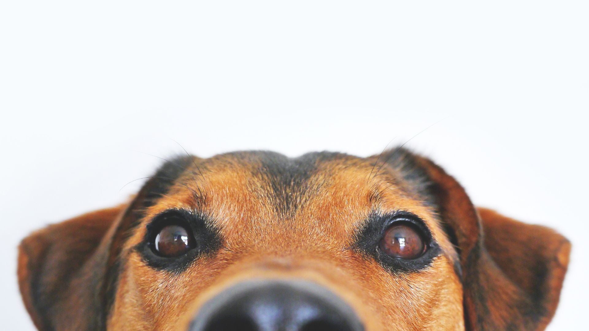 Close-up of a dog's face with a white background