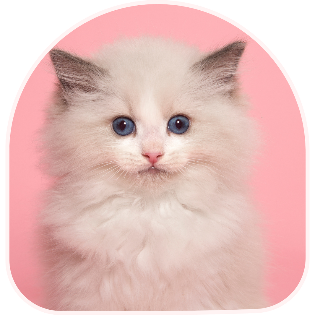 Fluffy kitten with blue eyes on a pink background