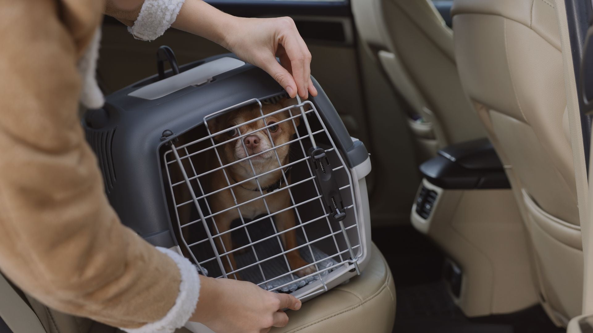 Person opening a pet carrier with a dog inside in a car.