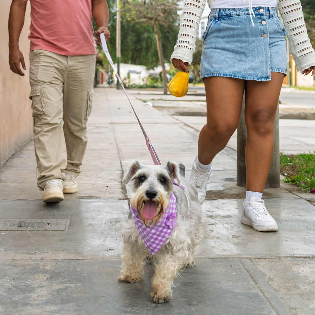 Person walking a small dog on a leash with another person in the background