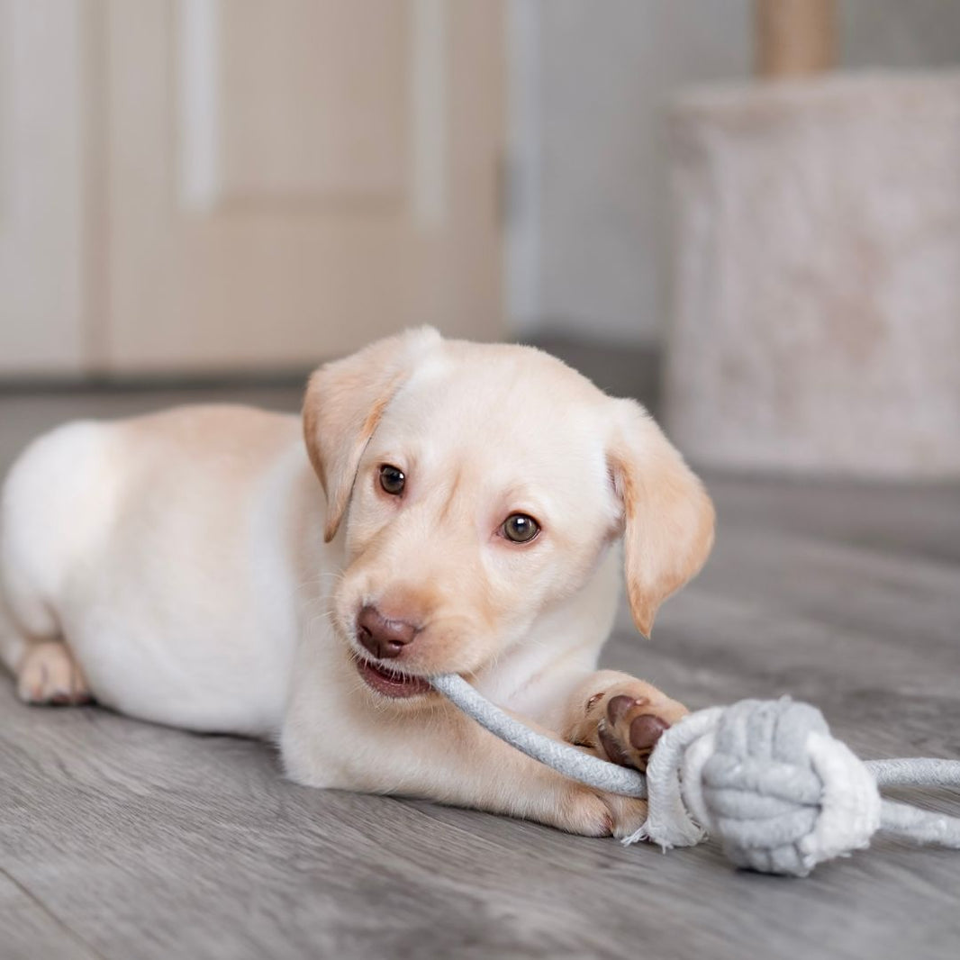 Puppy playing with a rope toy on a wooden floor.