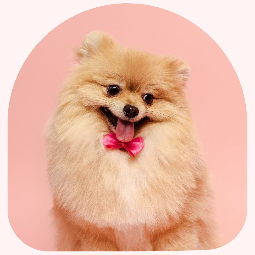 Small dog with a pink bow tie on a pink background