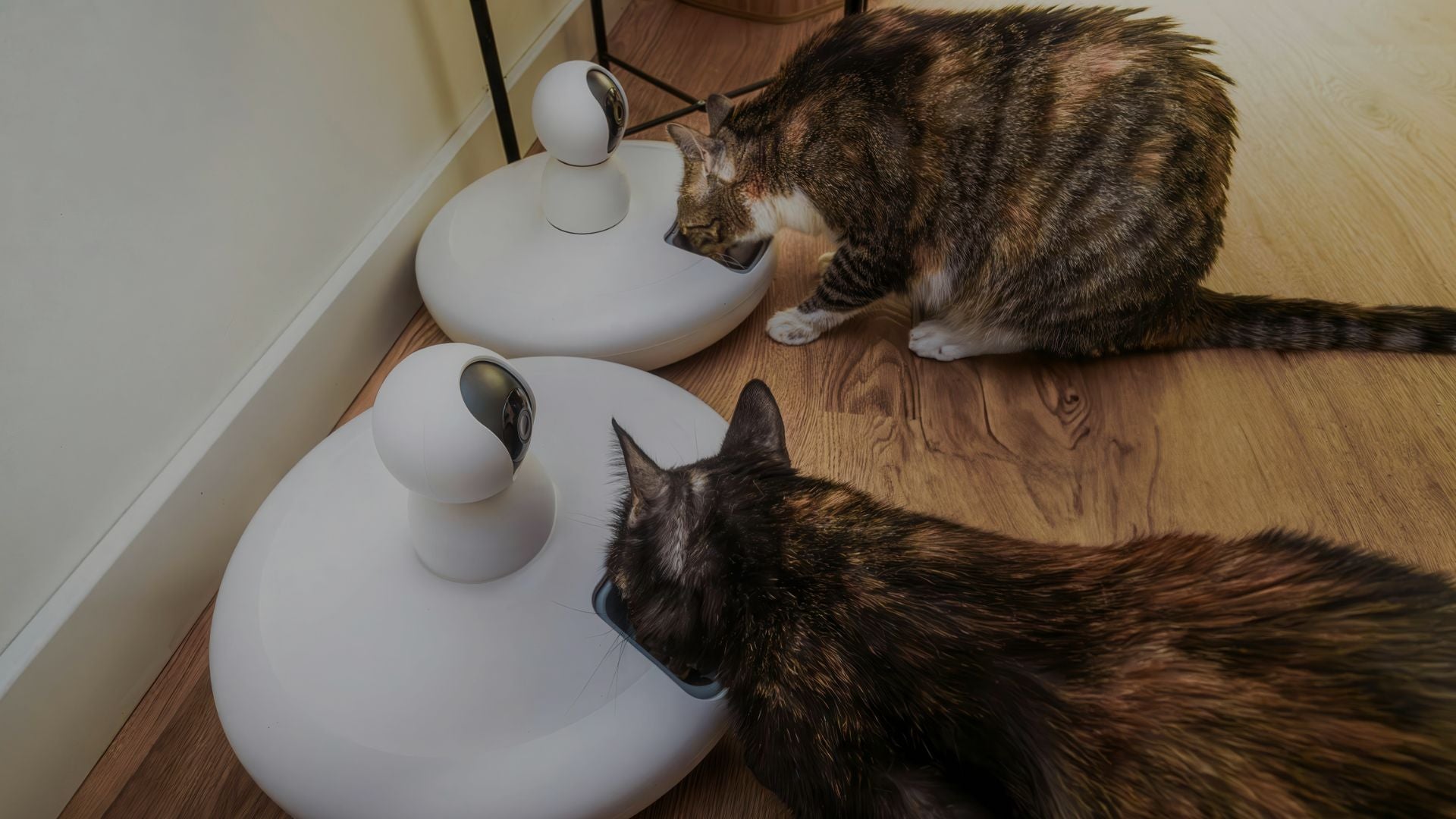 Two cats interacting with white cylindrical objects on a wooden floor.